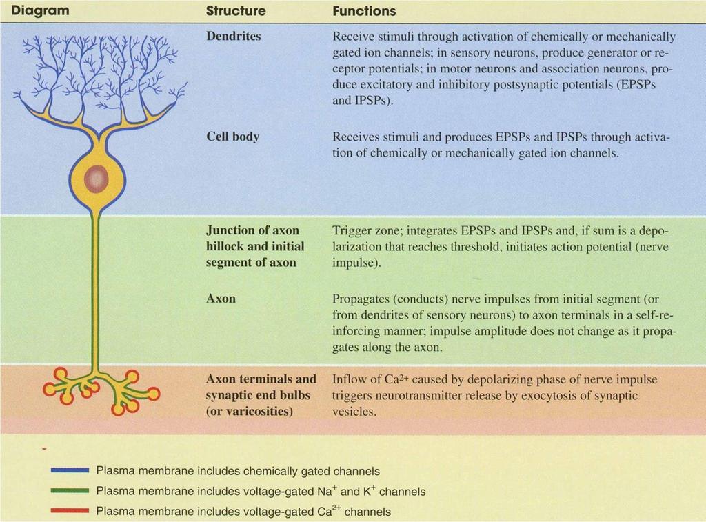 Cell bodies of sensory cells in general are outside the CNS with