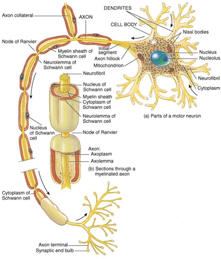 Axons Conduct impulses away from cell body Long, thin cylindrical process of cell One per neuron Do not contain ribosomes Dependence on perikaryon If axon is severed, its peripheral parts degenerate