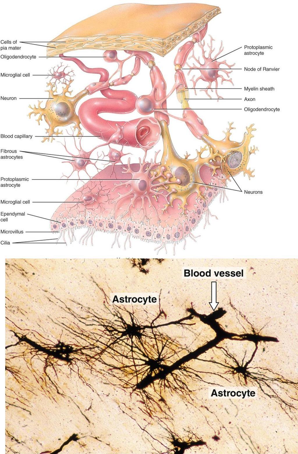Astrocytes Star-shaped cells Form blood-brain barrier by covering blood capillaries Metabolize