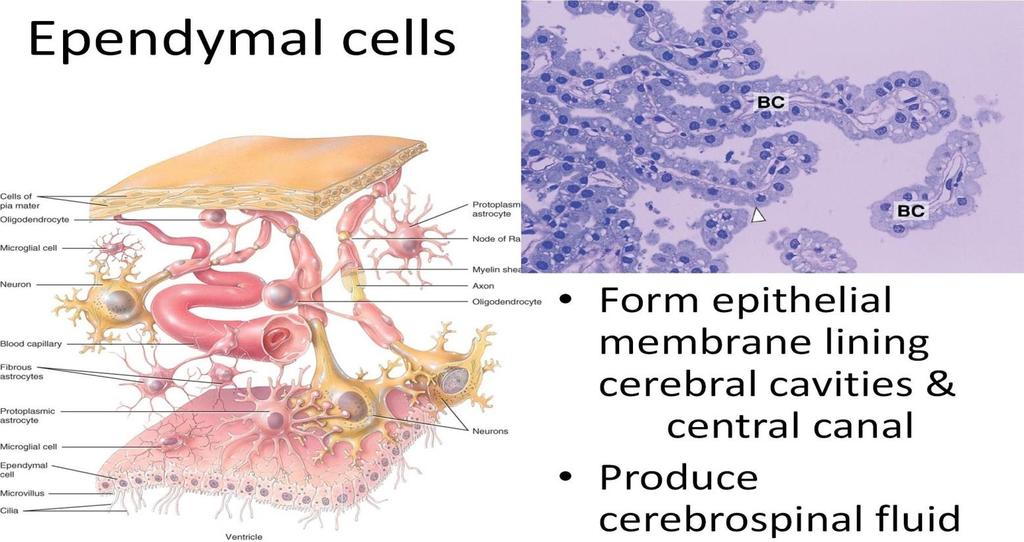 Ependymal cells (CSF) They re low columnar epithelial cells lining the ventricles and