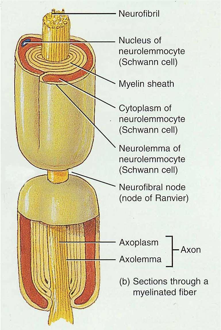 Axon Coverings in PNS All axons surrounded by a lipid & protein covering (myelin sheath) produced by Schwann cells Neurilemma is cytoplasm & nucleus of Schwann cell gaps called nodes of Ranvier