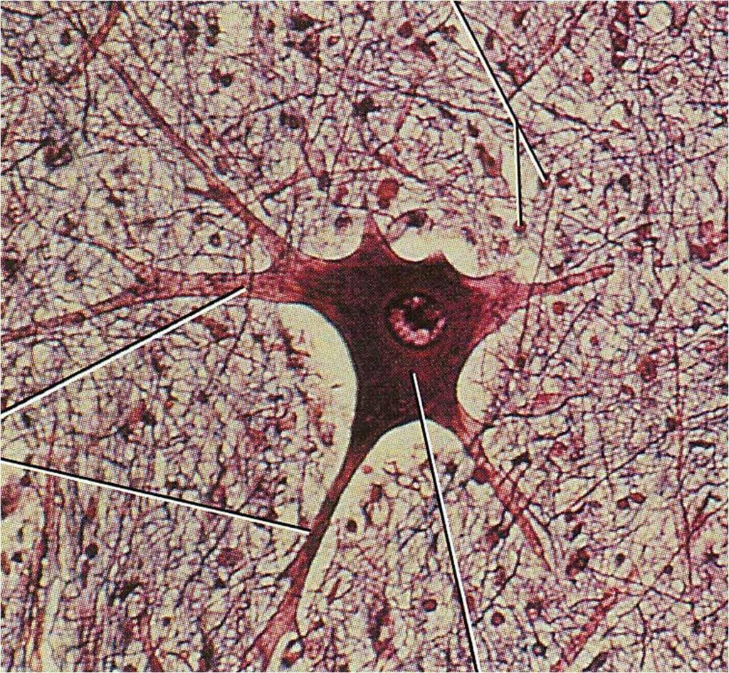 Parts of a Neuron Neuroglial cells Nucleus