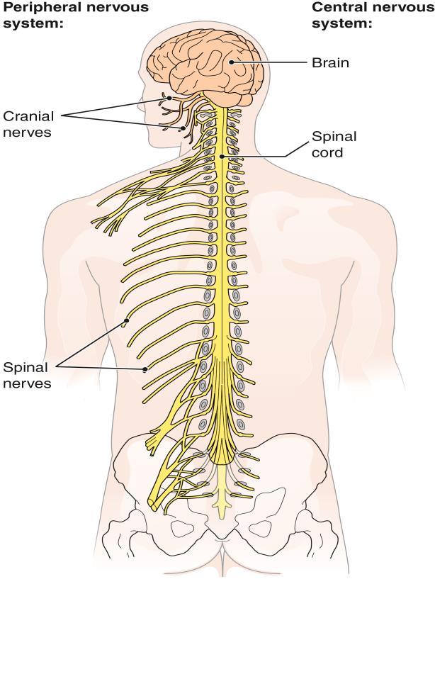 Overview of the Nervous System (cont.