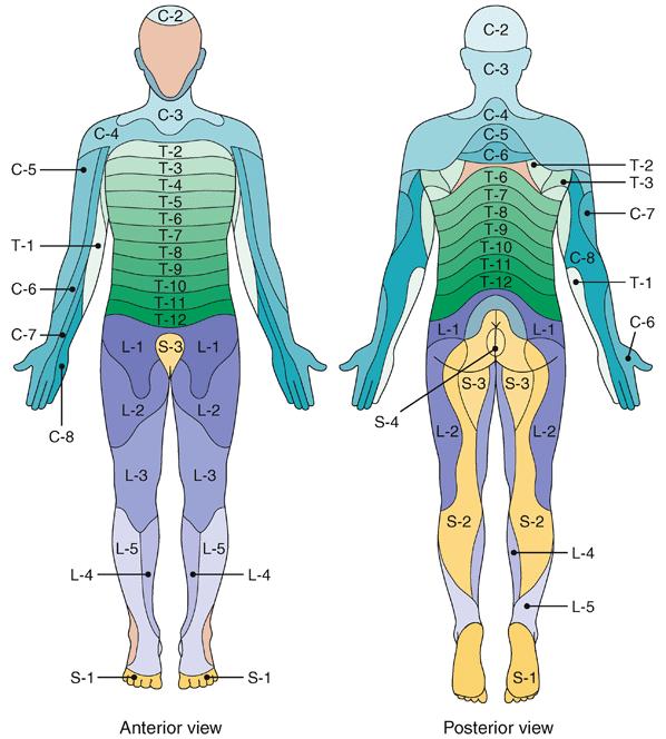 The Spinal Nerves (cont.) Figure 9-12 Dermatomes.