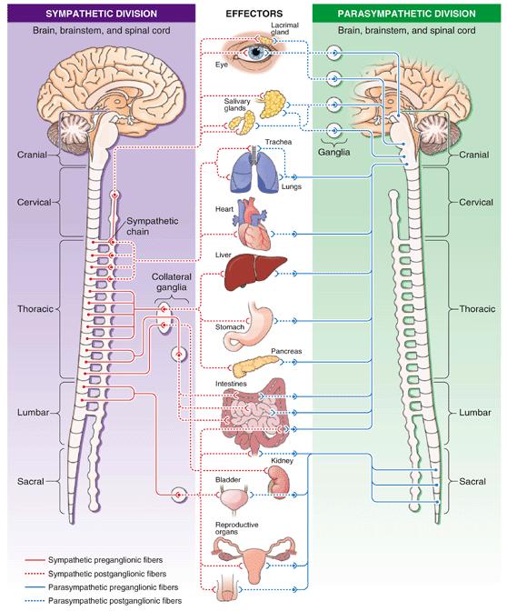 The Autonomic Nervous System (cont.) Figure 9-14 Autonomic nervous system.