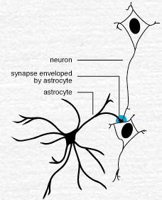 CNS Neuroglia Outnumber neurons by about 10 to 1 (the guy on the right had an inordinate amount of them). 6 types of supporting cells 1.