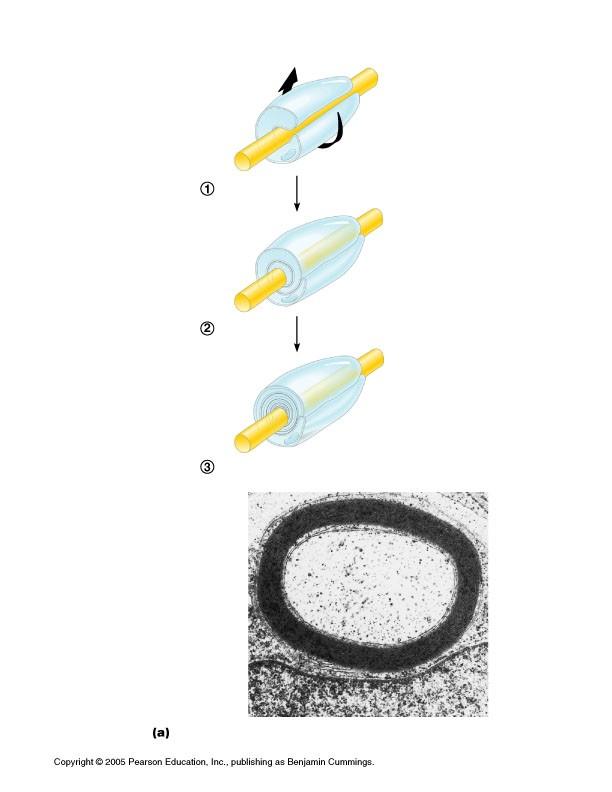 Myelin sheaths Wrapping of PM around axon Phospholipid bilayers form insulation Gaps