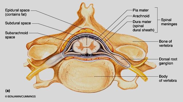 The Spinal Cord Between the bony vertebrae and the dural sheath is a large epidural space filled