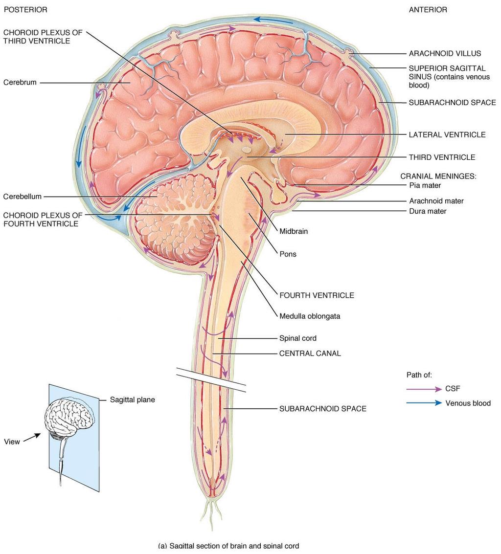Meninges and