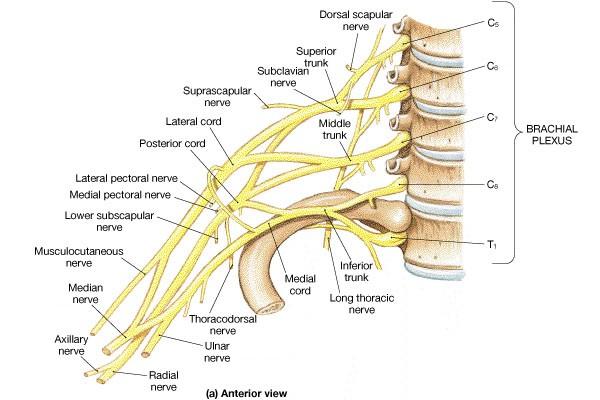Brachial Plexus Human Anatomy,