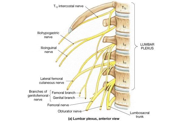 Lumbar Plexus Human Anatomy,