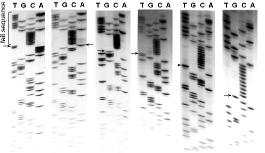 Sequence analysis of cloned ends demonstrates 5' terminal deletions Tail sequence CVB3/28 TD8 TD13 TD18 TD31 TD50 T G C A T G C A T G C A T G C A T G C A T G C A 14 CVB3/28