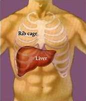 The Liver Is located in the upper right quadrant of the abdomen Cleans the blood Regulates hormones Helps with blood clotting