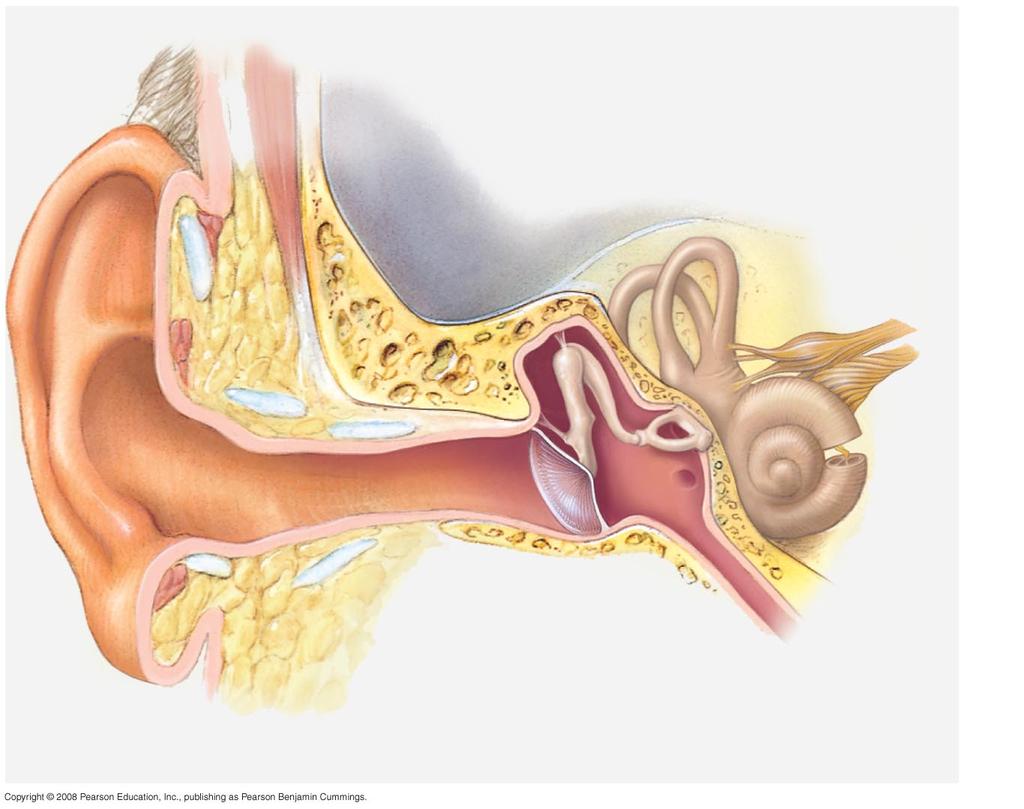 2. Using a diagram of the human ear, label and describe the function of its structures: pinna, auditory canal, eardrum, Eustachian tube, cochlea. (p.598) 3.