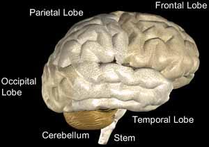 Cerebrum intellect, speech, emotion, sensory, movement Cerebellum balance, co-ordination Brain stem