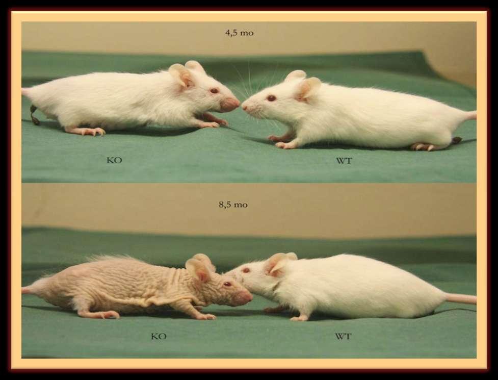 Premature aging of skin of VDR knockout mice (KO) is visible at the age