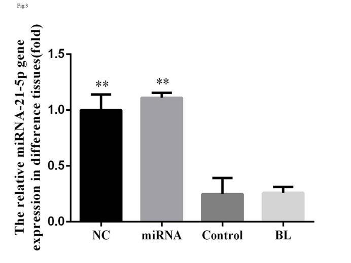 Fig3. mir-21-10p gene expression of four groups (flod) **: P<0.05, compared with Control group MTT testing Cell increment rates of NC group and mirna group (20.0±8.4 and 31.6±5.