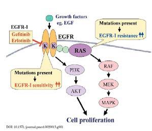 EGFR and KRAS Mutations Clinically