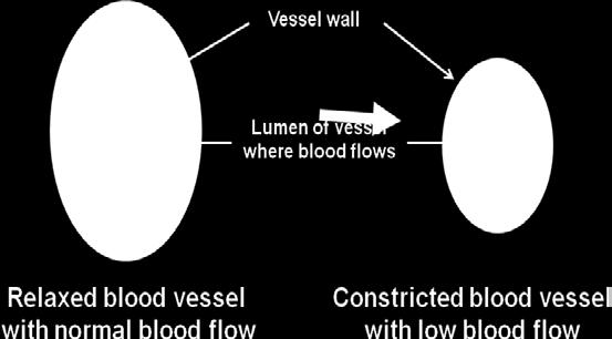 Constriction of blood vessels is a natural occurrence in all mammals, with the body producing certain chemical compounds that stimulate constriction of small arteries and veins to reduce blood flow