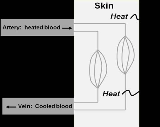 Figure 2. Diagram of heat exchange from blood to skin and dissipation of heat into the air.