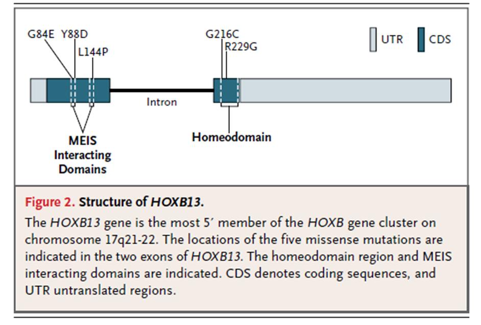 HOXB13 R229G and G216C each observed in 1 AA family