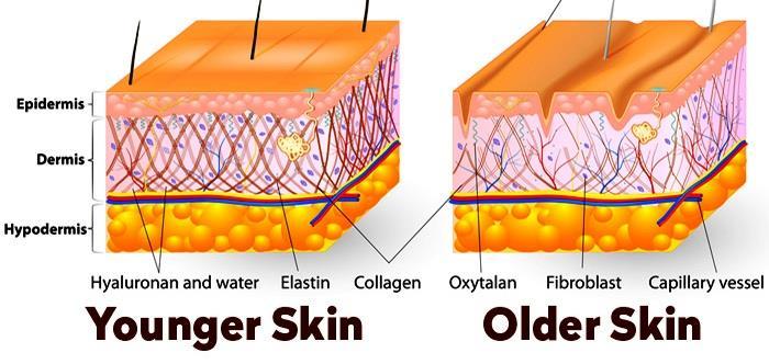 Changes with ageing - 2 Skin changes (less vitamin D produced) Changes in taste perception (by age 74-85 the number of taste buds falls by 65% and sensitivity to salty and bitter tastes decrease)