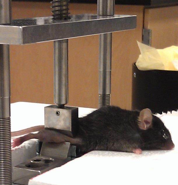 body weight; 200 µl/mouse) for 6 weeks. At the end of the 6-week period, mice were euthanized and fractured and contralateral control femurs were isolated and dissected clean of all soft tissues.