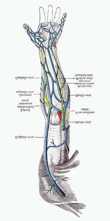 168 Sonography Cephalic vein Basilic vein Lateral antibranchial cutaneous nerve Accessory cephalic vein