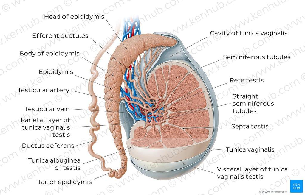 TESTIS - FUNCTION Spermatogenesis Tubular compartment-seminiferous tubules 60-80% testis volume 360m per testis Sperm cell production and maturation germinal epithelium-testo influence Peritubular