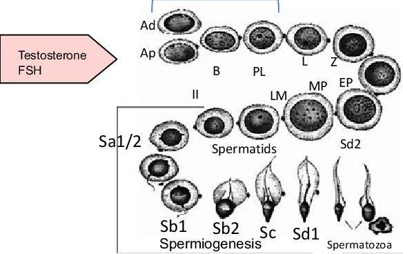 TESTIS FUNCTION-SPERMATOGENESIS Spermatogenic process( 4 phases) Spermatogoniogenesis (mitotic proliferation of spermatogonia) Meiotic division of