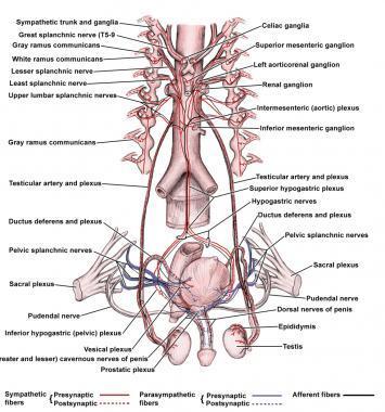 TESTICULAR INNERVATION Sensory fibers Ilioinguinal nerve, genital branch of genitofemoral