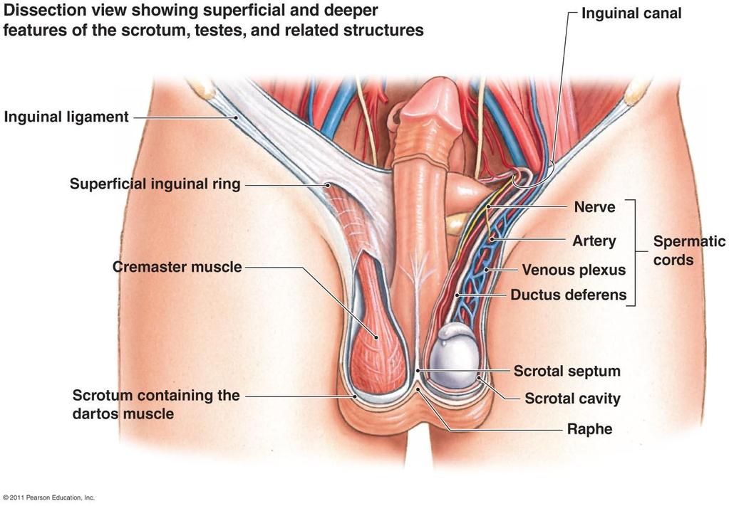 NORMAL ANATOMY OF THE SCROTUM-DEFINITION Double spaced cutaneous pouch connected in median