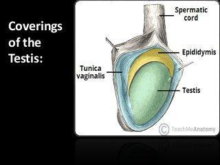 NORMAL ANATOMY OF THE SCROTUM-TESTIS Oval shaped oblique position Volume 30ml 3,5-5cm length, 2,5-3,0cm