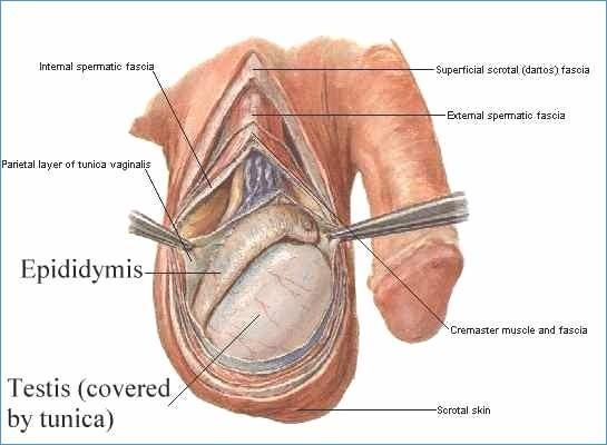 SCROTAL WALL Dartos fascia Smooth muscle layer continuous with Scarpa Septum scrotum division Skin contraction Temperature regulation External spermatic-cremasteric fascia From external oblique