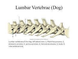 The Manipulation Process *Lumbar pine* Lumbar spine has 7 vertebrae Lumbar vertebrae can be dorsal,