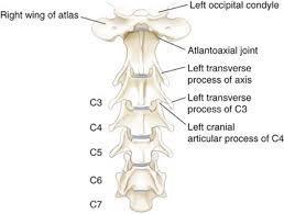 The Manipulation Process *Cervical Vertebrae* 7 cervical vertebrae C1 is the atlas Atlas is cranial or dorsal