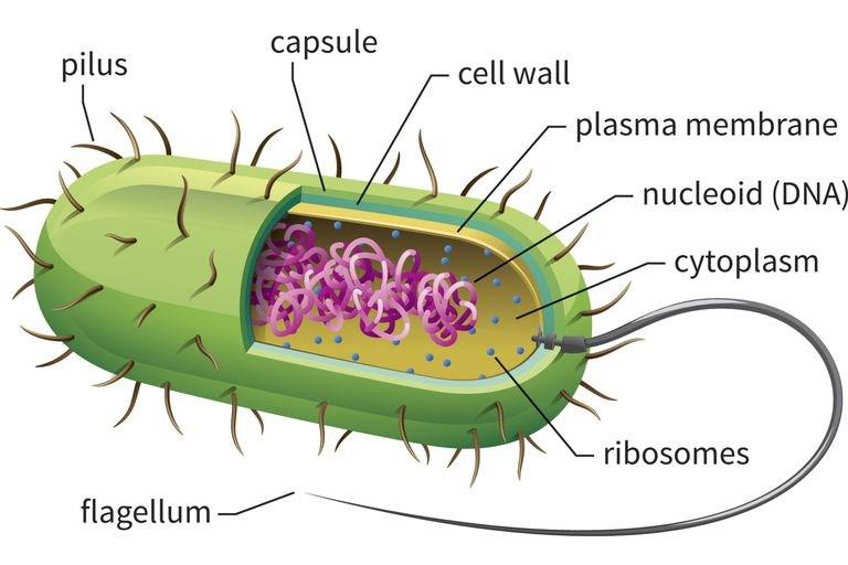 TWO BASIC CELL TYPES 1.