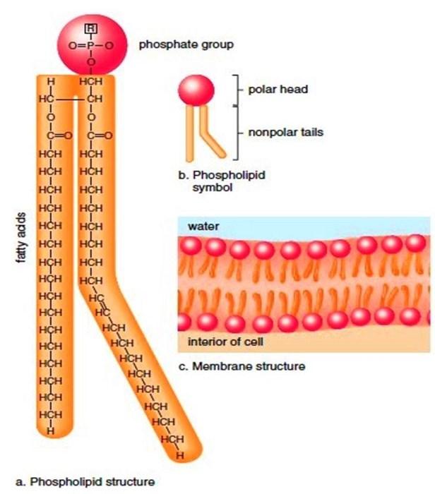 PHOSPHILIPID BILAYER STRUCTURE TWO SHEETS OF LIPIDS (PHOSPHOLIPIDS), EACH SHEET A SINGLE MOLECULE THICK.