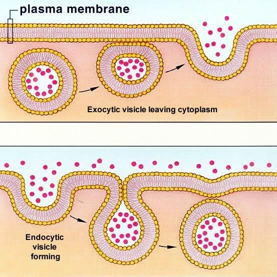 2. ENDOCYTOSIS/EXOCYTOSIS SOMETIMES SUBSTANCES ARE TOO LARGE TO MOVE THROUGH THE LIPID LAYER OR THROUGH PROTEIN CARRIERS.