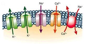 FACTORS THAT AFFECT MOVEMENT ACROSS THE CELL MEMBRANE POLARITY : DETERMINES HOW EASILY THE MOLECULE CAN PASS