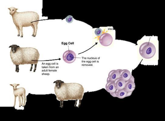 embryo can differentiate into all other types of cells but lose this ability as the animal matures.