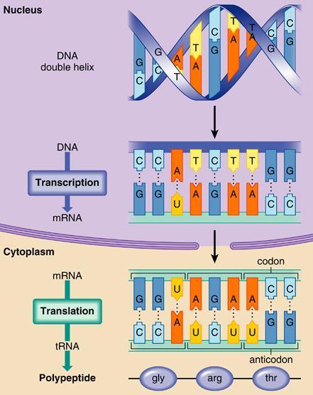 B1 Topic 1 Protein synthesis Transcription: mrna is produced in the nucleus, it carries complimentary genetic information from the DNA to the ribosome.