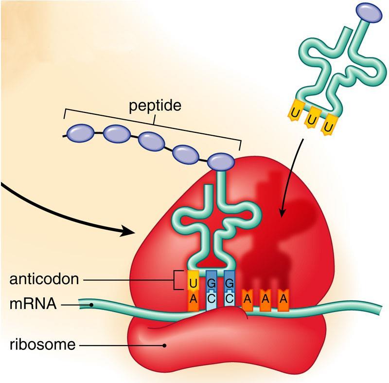 Translation: trna carries these amino acids to the ribosome where the amino acids link to form polypeptides in an order decided by the mrna (or ultimately the base order of the DNA).