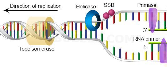Topic 1 Enzymes Enzymes are biological catalysts that catalyse chemical reactions occurring inside and outside