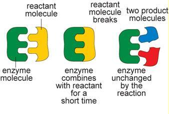Topic 1 Lock and key Enzymes are highly specific for a