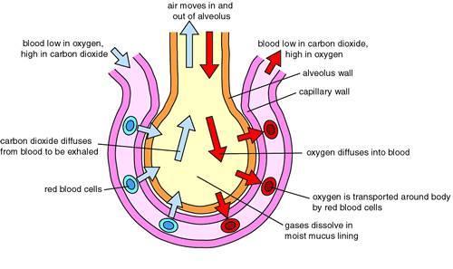 Topic 2 Aerobic Respiration The human circulatory system facilitates respiration: glucose and oxygen diffuse from capillaries into