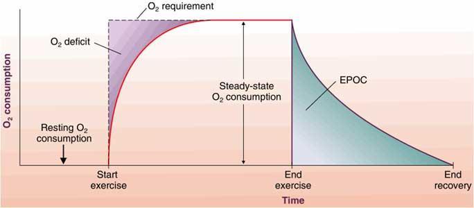 Topic 2 Anaerobic respiration Anaerobic respiration releases energy from glucose: During vigorous exercise, muscle cells may not receive sufficient oxygen for their energy requirements and so start