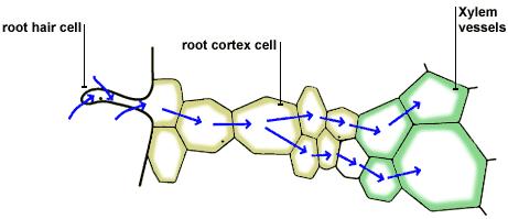 Topic 2 Roots Water passes from an area of high concentration to the next cell (low water concentration) by osmosis.