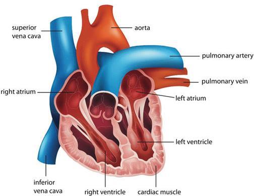 Topic 3 Heart Valves in the heart help ensure that the blood only flows in one direction.