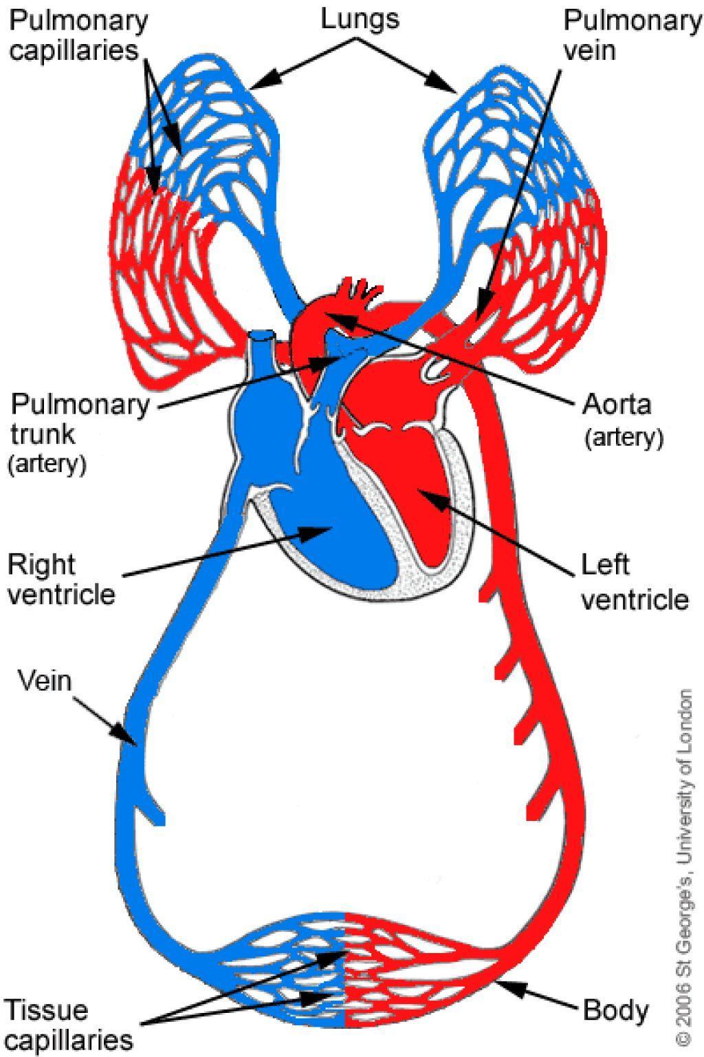 transport blood away from the heart Veins transport